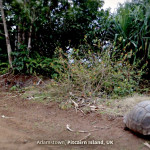 Pitcairn-Island-UK-QTLNj